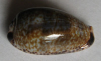 Cypraea nigropunctata , Gray, 1828