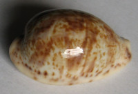 Cypraea lentiginosa, Gray, 1825 GIANT