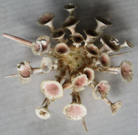 Goniocidaris clypeata Döderlein, 1885