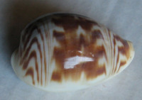Cypraea diluculum virginalis, Schilder & Schilder, 1938  GIANT !