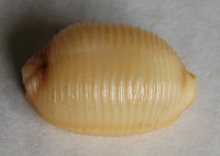 Cypraea childreni 3)   Gray, 1825