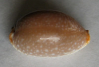 Cypraea staphylaea laevigata, 1)  (Dautzenberg, 1932)