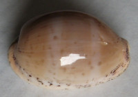 Cypraea cinerea, Gmelin, 1791