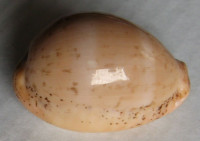 Cypraea cinerea, Gmelin, 1791