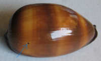 Cypraea talpa, Linnaeus, 1758  