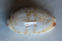 Cypraea fimbriata quasigracilis  Lorenz, 1989