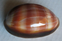 Cypraea ventriculus, Lamarck, 1810