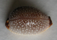Cypraea staphylaea laevigata 3)  (Dautzenberg, 1932)