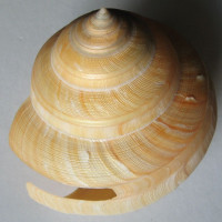 Bayerotrochus westralis , Whitehead, 1987