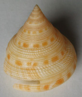 Perotrochus anseeuwi , Kanazawa & Gotto,1991