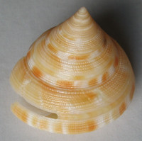 Mikadotrochus gotoi  Anseeuw, 1990