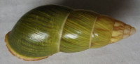 Amphidromus noriokowasoei, Thach & F. Huber, 2017