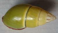 Amphidromus daoae robertabbasi, Thach, 2017