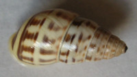 Amphidromus xiengensis, Morelet, 1891