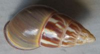 Amphidromus quadrasi palawanensis  1)  Bartsch, 1917