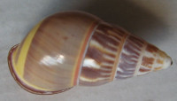 Amphidromus quadrasi palawanensis  Bartsch, 1917
