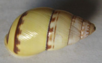 Amphidromus truongkhoai, Thach, 2018