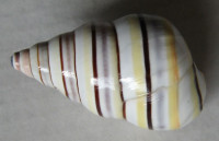 Liguus virgineus, (Linnaeus, 1758)