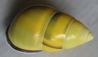 Amphidromus perversus butoti  Laidlaw & Solem, 1961