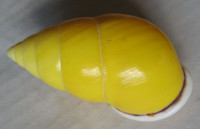 Amphidromus perversus butoti 1)  Laidlaw & Solem, 1961