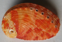 Haliotis rugosa multiperforata  Reeve, 1846