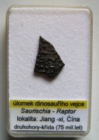 Úlomek dinosauřího vejce, Saurischia - Raptor