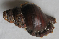 Bursa corrugata pustulosa, (Reeve, 1844)