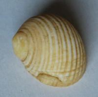 Nerita luteonigra, Dekker, 2000