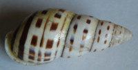 Amphidromus inconstans Fulton, 1898