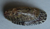 Septaria lineata  (Lamarck, 1816)