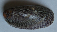 Septaria lineata  (Lamarck, 1816)