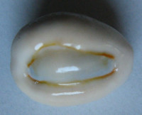 Cypraea obvelata Lamarck, 1890