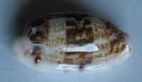 Cypraea teres, Gmelin, 1791