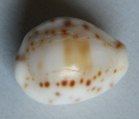 Cypraea rashleighana (Melvill, 1888) 