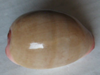Cypraea reevei, Sowerby, 1832