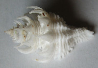 Babelomurex japonicus, (Dunker, 1822)