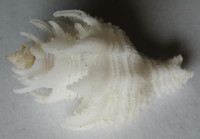 Babelomurex japonicus 1)   (Dunker, 1822)