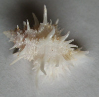 Babelomurex centimanus 1)    Kosuge, S., 1985