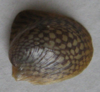 Neripteron bicanaliculatum  (Récluz, 1843)