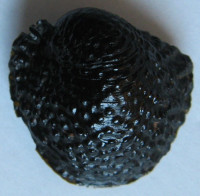 Neritona granosa  Sowerby, G.B. I, 1825