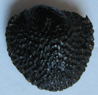Neritona granosa Sowerby, G.B. I, 1825