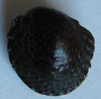 Neritona granosa Sowerby, G.B. I, 1825