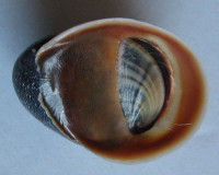 Neritona macgillivrayi  Reeve, 1855 	