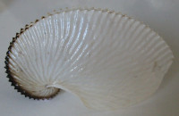 Argonauta argo  Linnaeus, 1758 