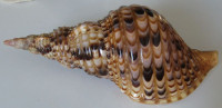 Charonia tritonis (Linnaeus, 1758) 