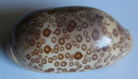 Cypraea argus  (Linnaeus, 1758)
