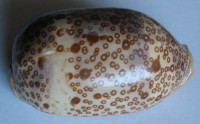 Cypraea argus (Linnaeus, 1758)