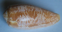 Conus vicweei,  Old, 1973