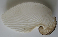 Argonauta argo Linnaeus, 1758