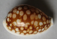 Cypraea abaliena erypersica , C. P. Meyer & Lorenz, 2017